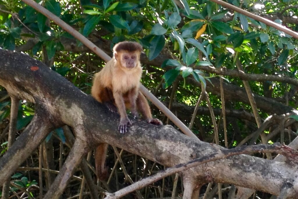 macaquinho de vassouras caburé